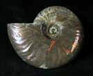 Flashy Red Iridescent Ammonite Fossil - Wide #20051-1